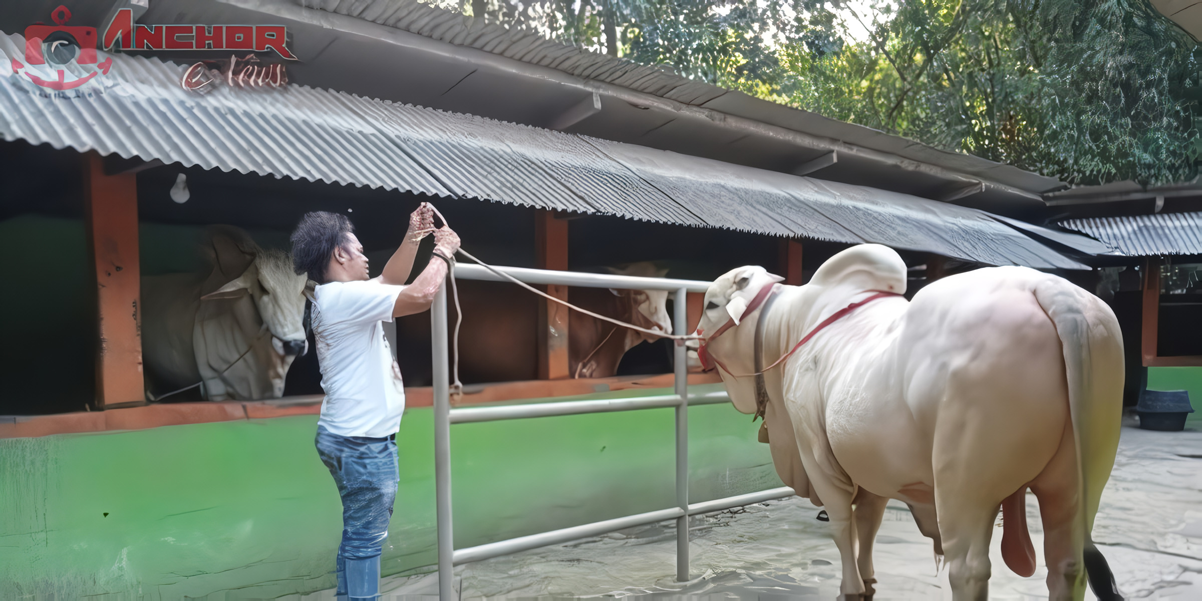 Sumbangan Sapi Jokowi