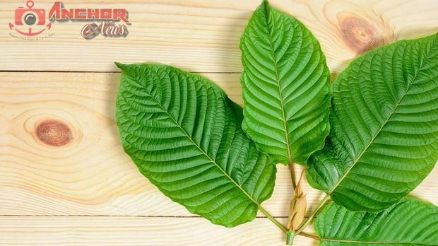 Daun Kratom