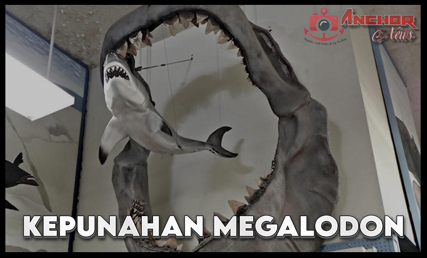 Megalodon: Hiu Purba Raksasa Yang Punah