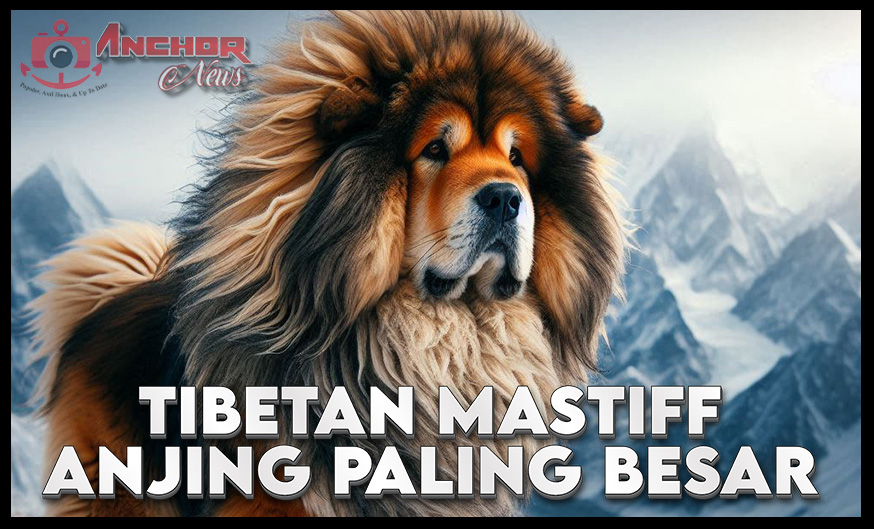 Tibetan Mastiff Anjing Terbesar di Dunia