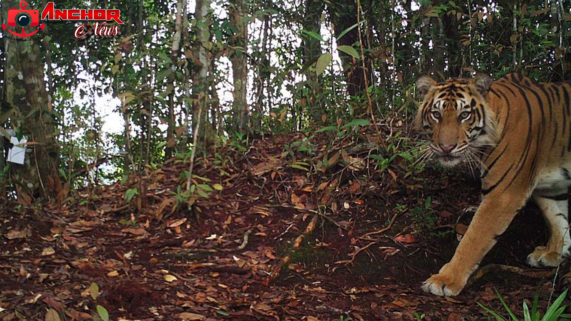 Harimau Sumatera Terekam di Lampung: Dekat Perangkap